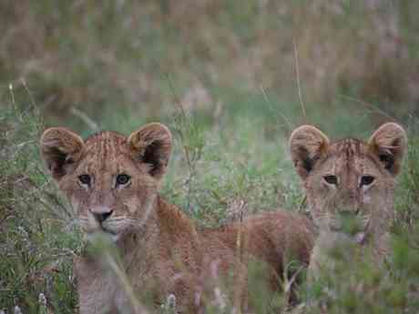 Classic Kenya & Tanzania Highlights